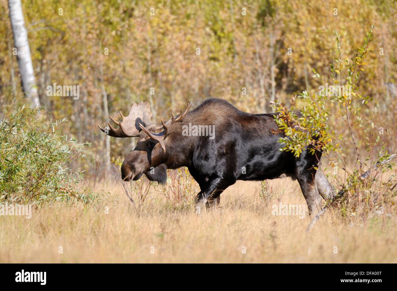 Bull moose Alces alces in Elk National Park Alberta, Canada Stock Photo