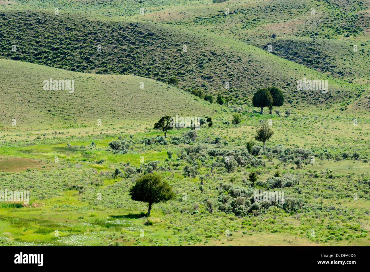 Juniper trees in sagebrush habitat Stock Photo Alamy