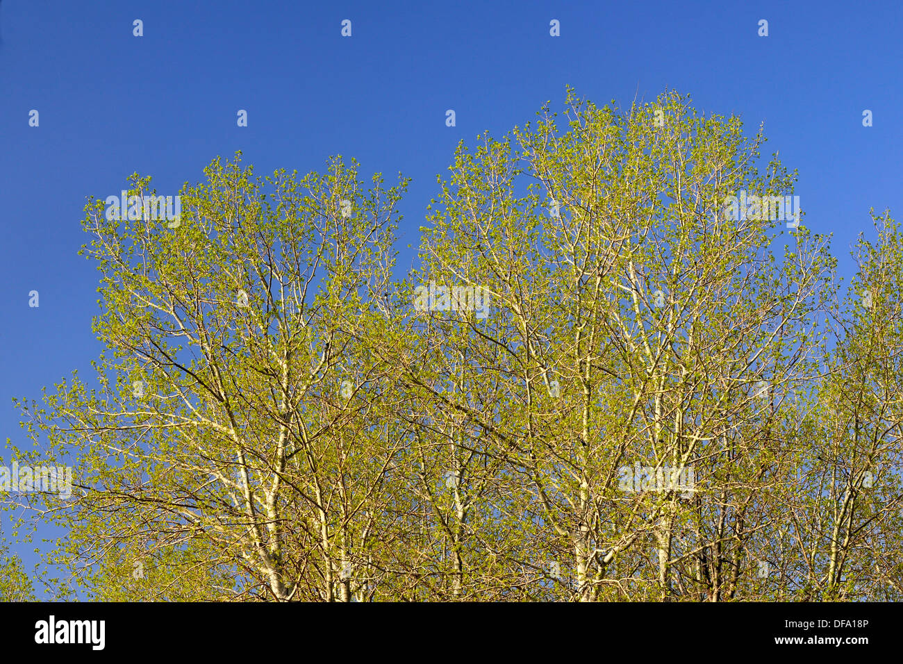 Trembling aspen populus tremuloides emerging hi-res stock photography ...
