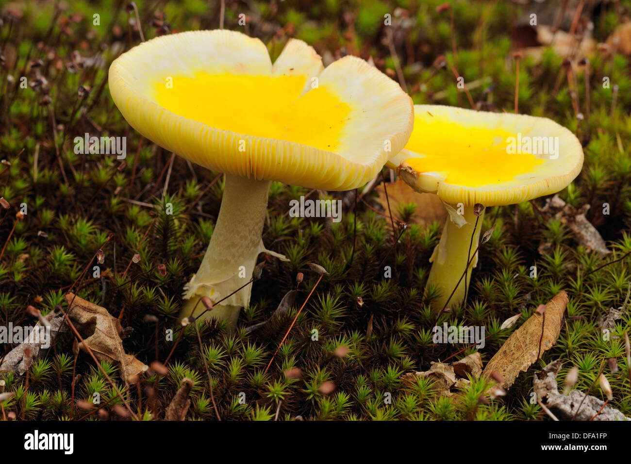 Fly agaric Amanita muscaria Fruiting bodies Stock Photo
