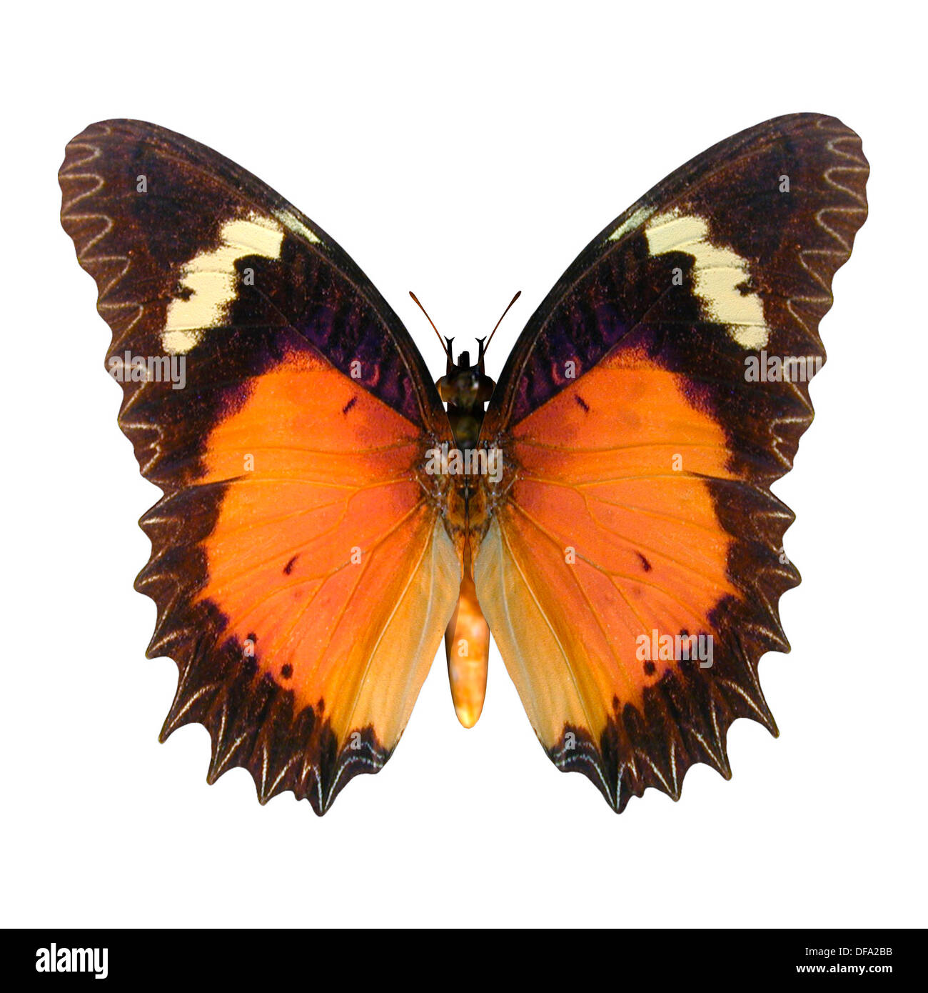 3d digital render male lacewing hires stock photography and images Alamy