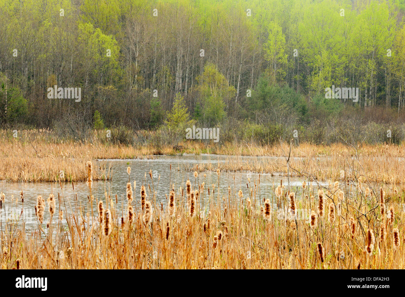 beaver pond in rain. Ontario. Canada Stock Photo Alamy