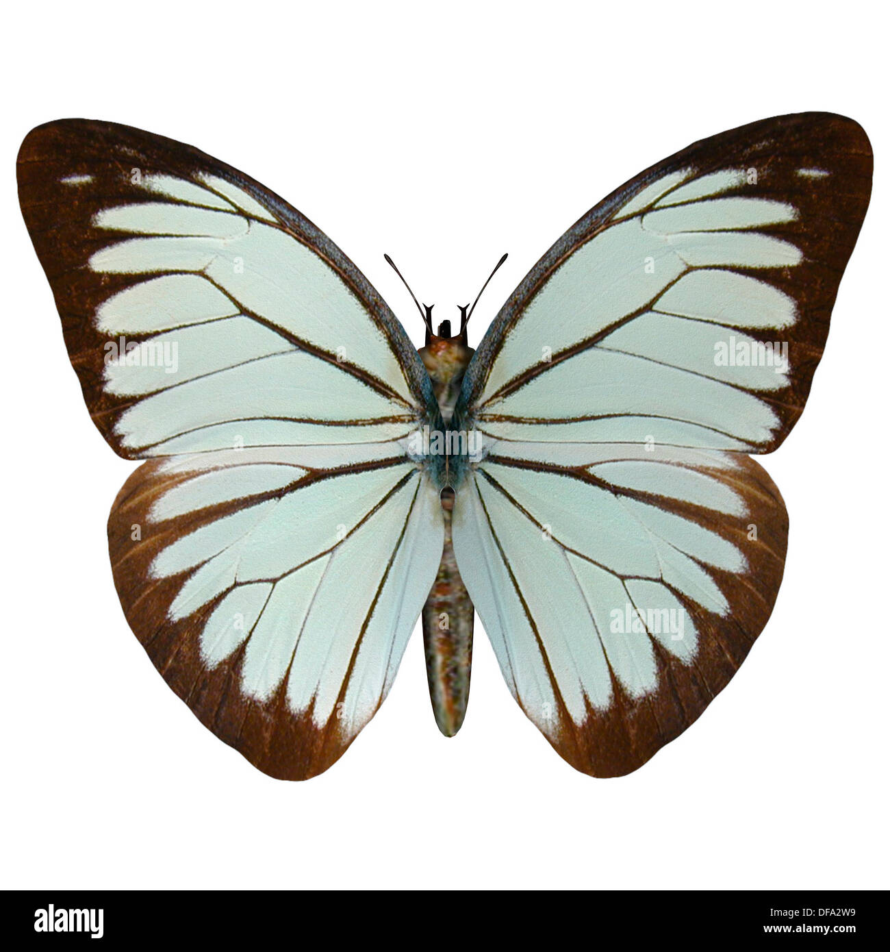 3D digital render of a Pine White (Neophasia menapia), a butterfly in the family Pieridae, isolated on white background Stock Photo