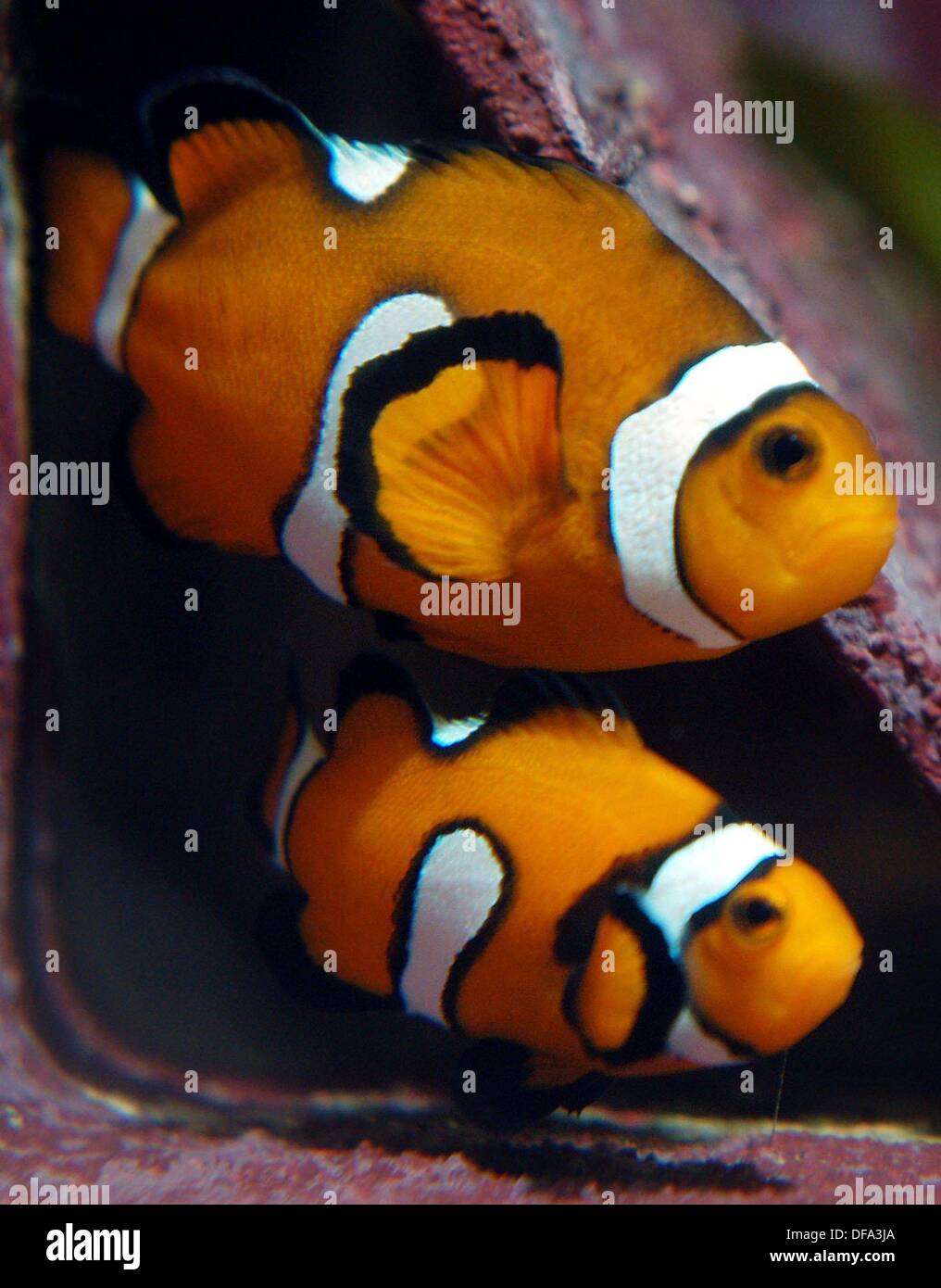 Two clownfish on the 18th of November in 2003. The fish have become famous after the animation movie 'Finding Nemo'. Stock Photo