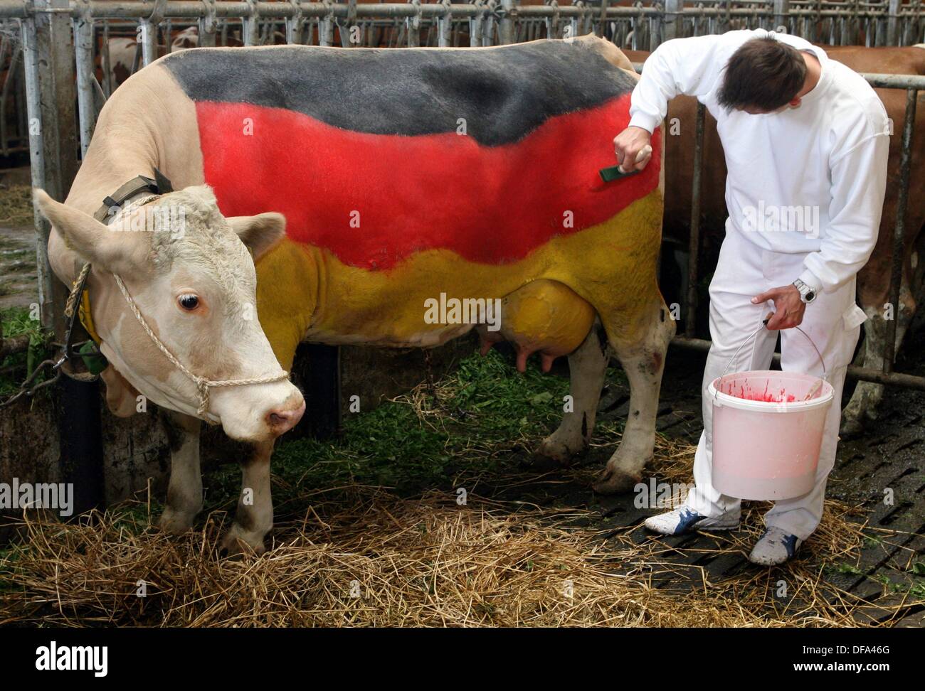 Веселая корова. Прикольная корова. Коровы в германии. Видео про коров. Прикольная корова.