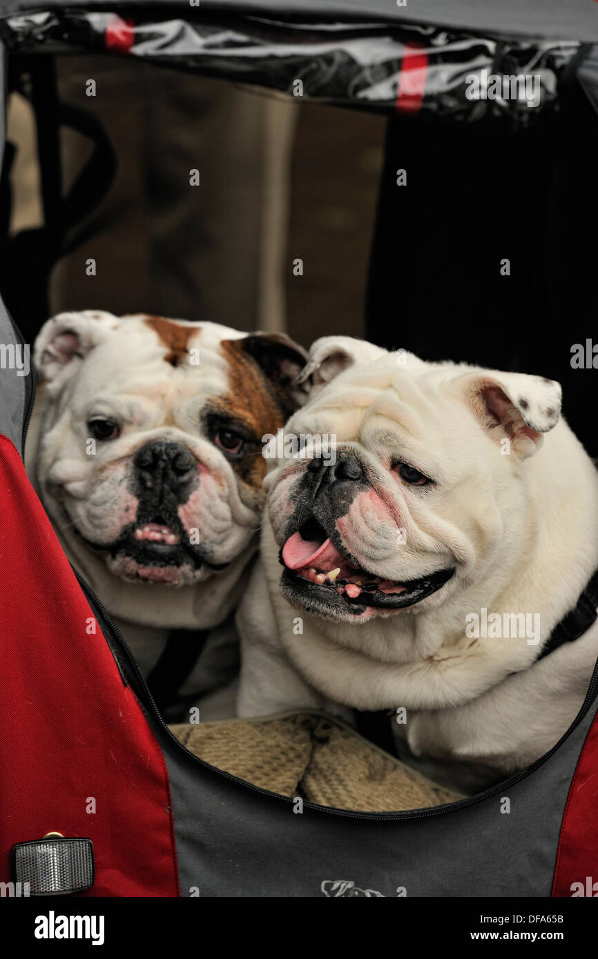 Bulldog stroller top