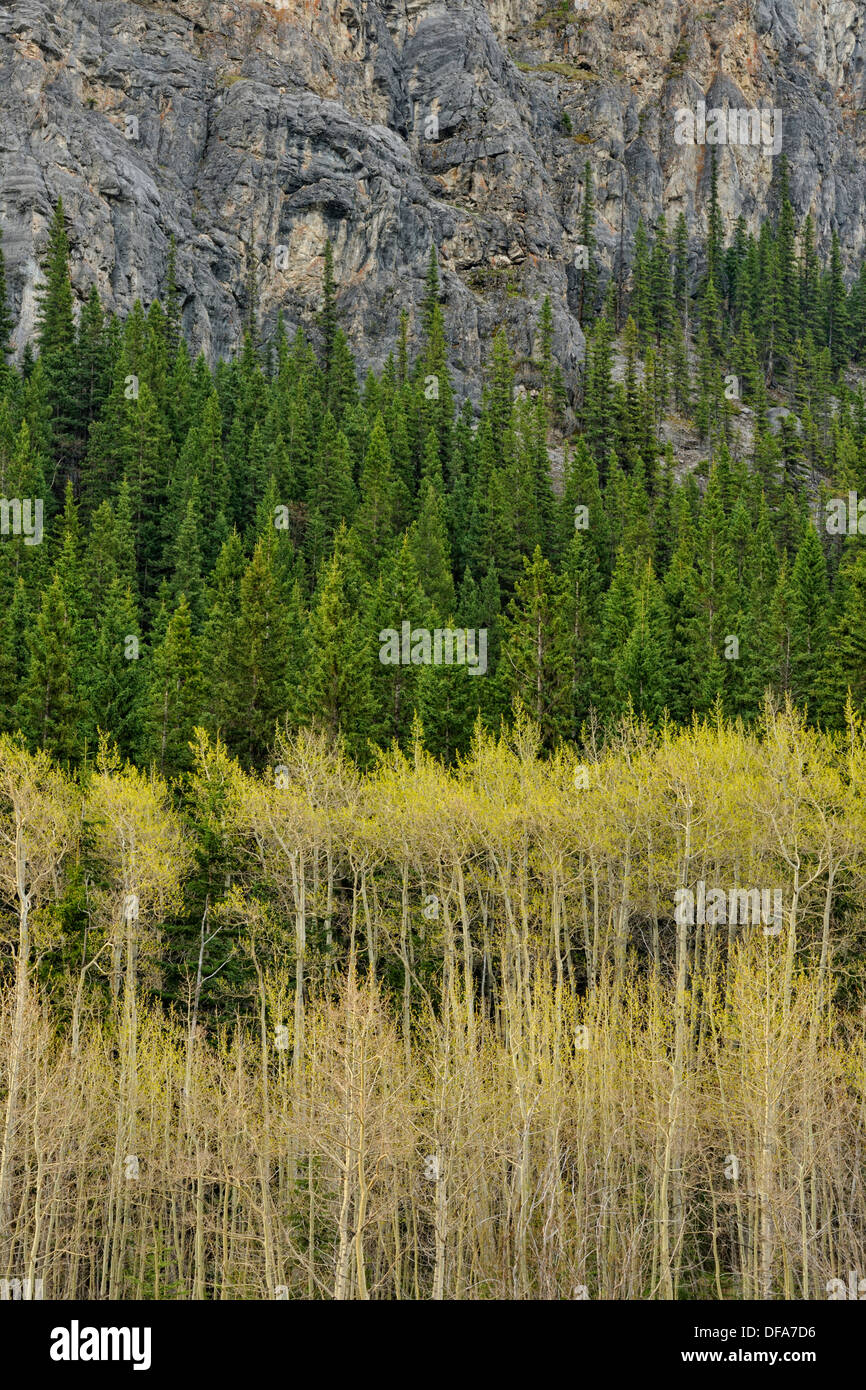 Kananaskis alpine zone hires stock photography and images Alamy