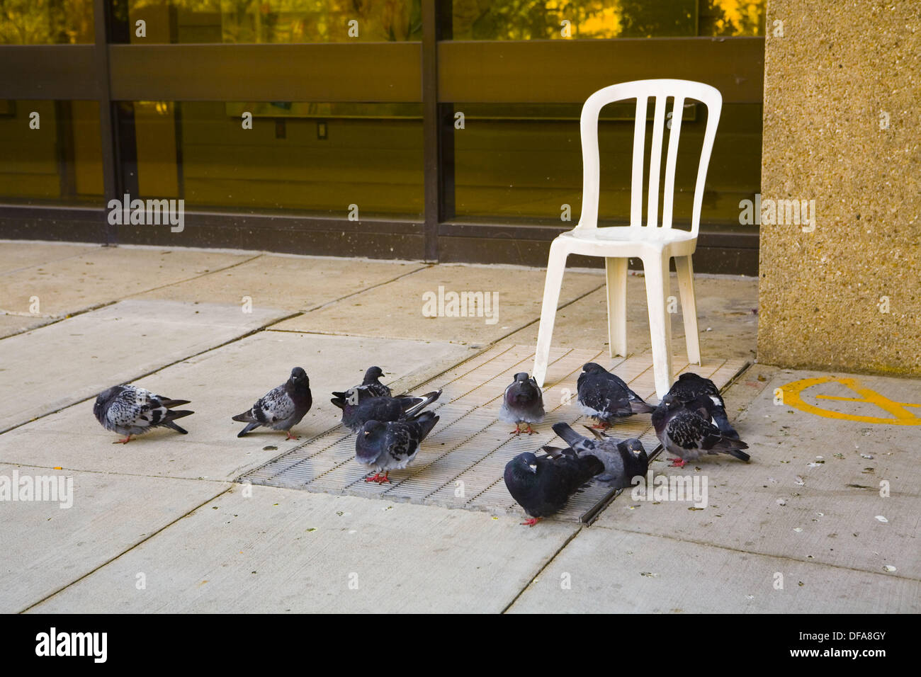 White Chair And Pigeons Toronto Canada Stock Photo 61077211 Alamy