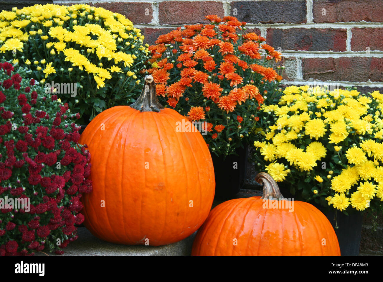 Close up of two orange pumpkins and pots of yellow and red ...