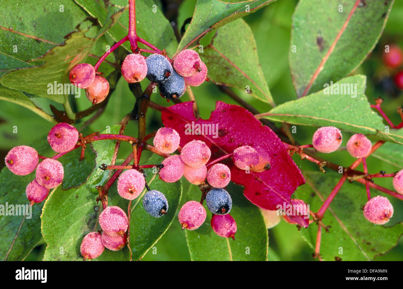 Northern Wild Raisin (Viburnum cassinoides). Dew covered berries ...