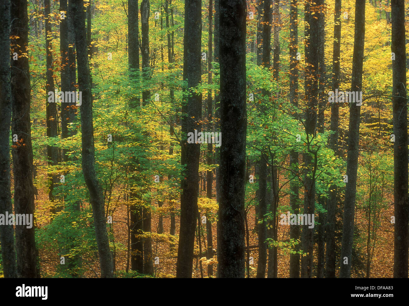 Silhouetted hardwoods and understory trees in forest along Cades Cove