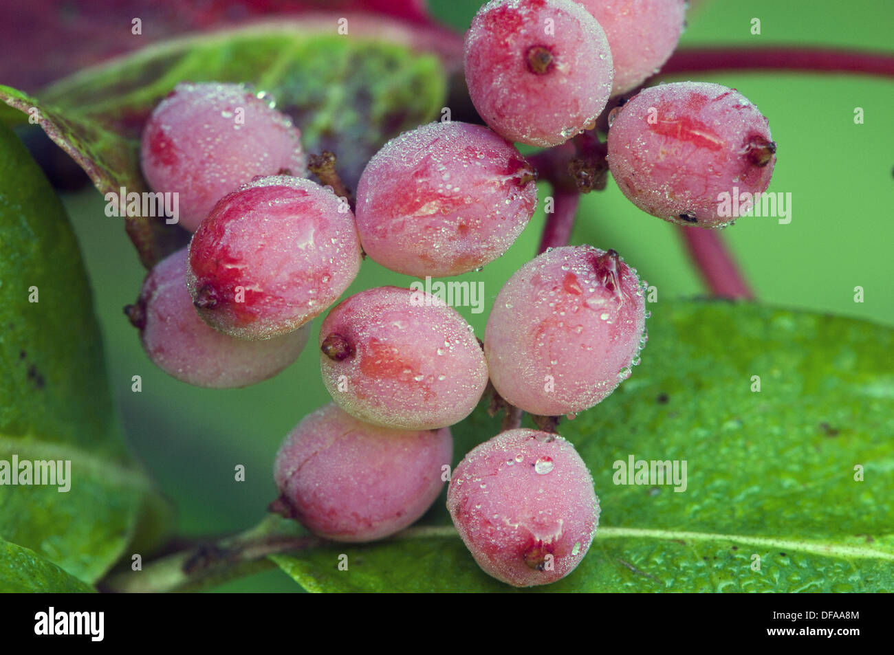 Lush viburnum hi-res stock photography and images - Alamy