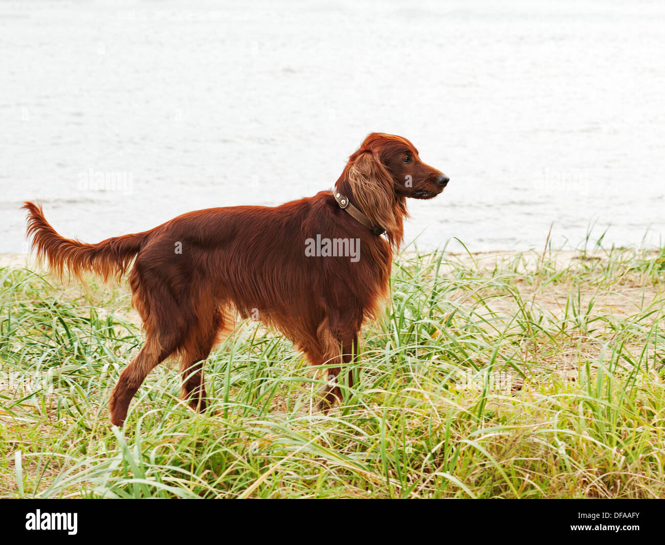 Hunting irish setter standing in the grass. Autumn hunting. Stock Photo
