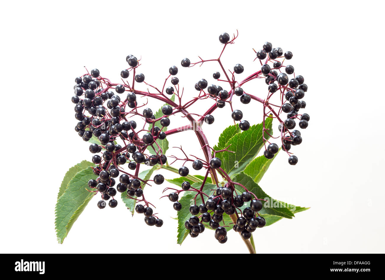 Elder Sambucus Nigra Berries And Leaves On A White Background UK Stock elder-sambucus-nigra-berries-and-leaves-on-a-white-background-uk-stock