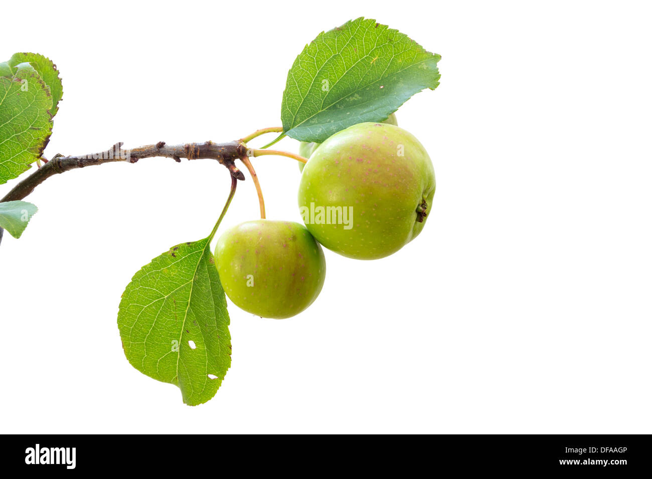 Cut Out of Crab Apple Malus sylvestris Fruit on Branch UK Stock Photo