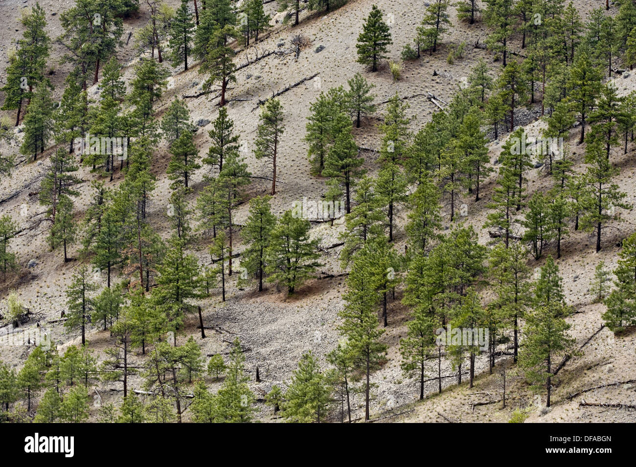 Pine tree population on Thompson River Canyon walls in semi arid