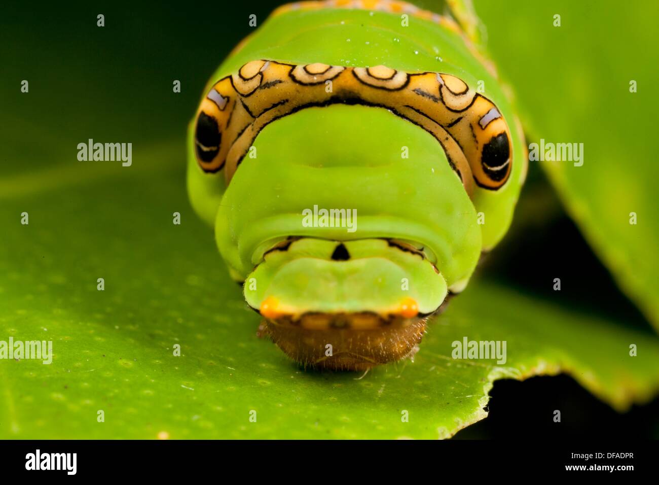 Caterpillar lives on lemon tree Stock Photo Alamy