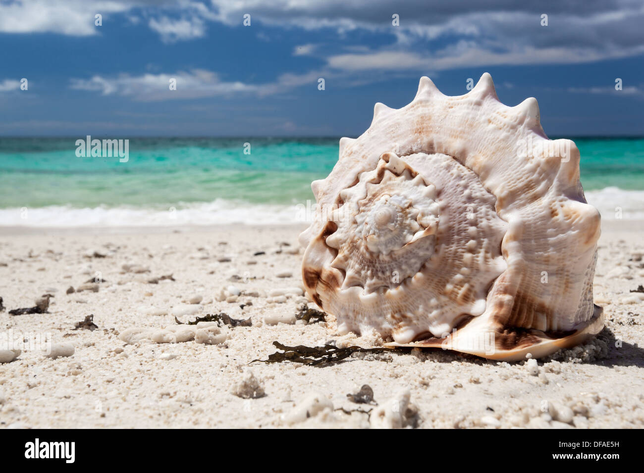 Seashell on tropical beach, Boracay, Philippines  Stock Photo