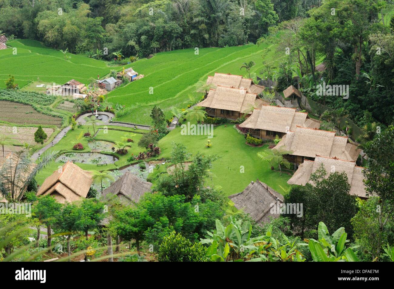 Pacung rice terraces, Bali Stock Photo - Alamy