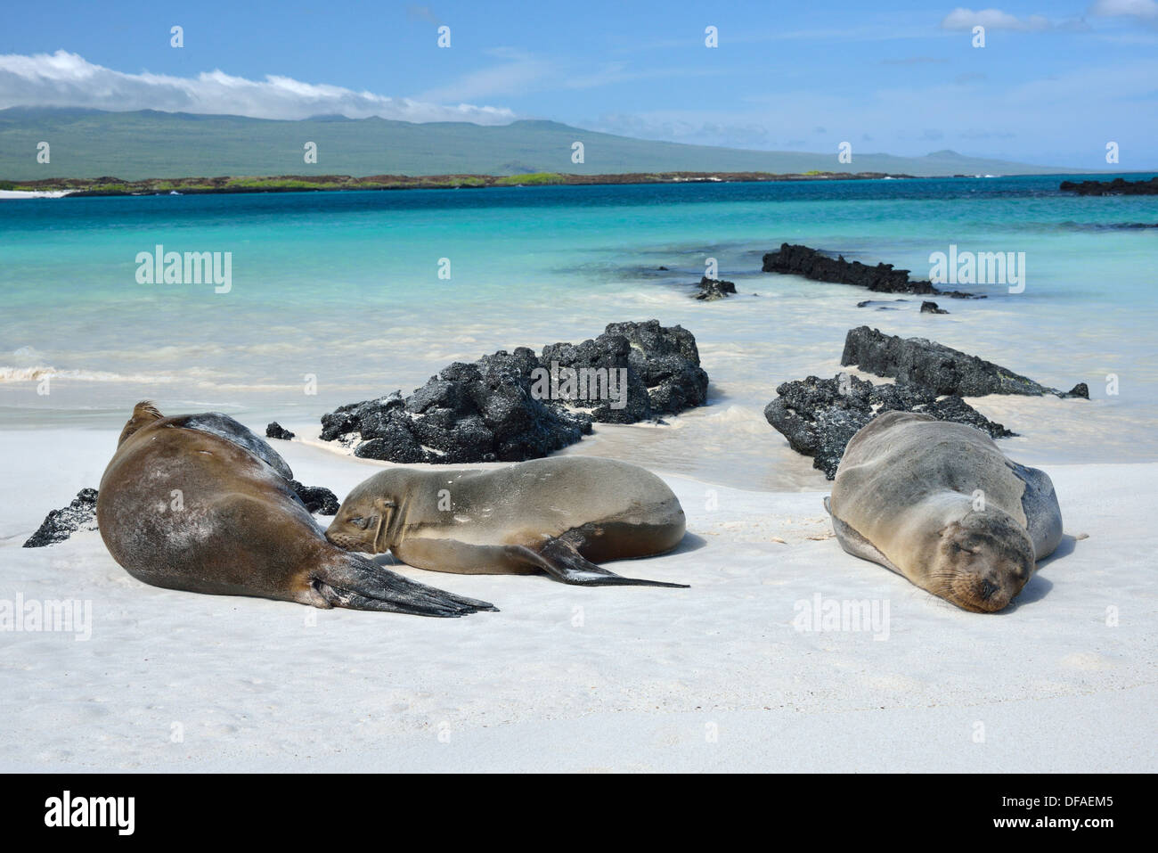 Galapagos sea lions Stock Photo - Alamy