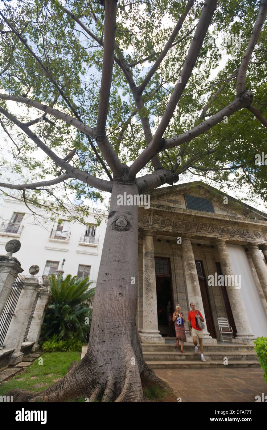 Ceiba tree in front of El Templete (´the Shrine´), Habana Vieja, Havana