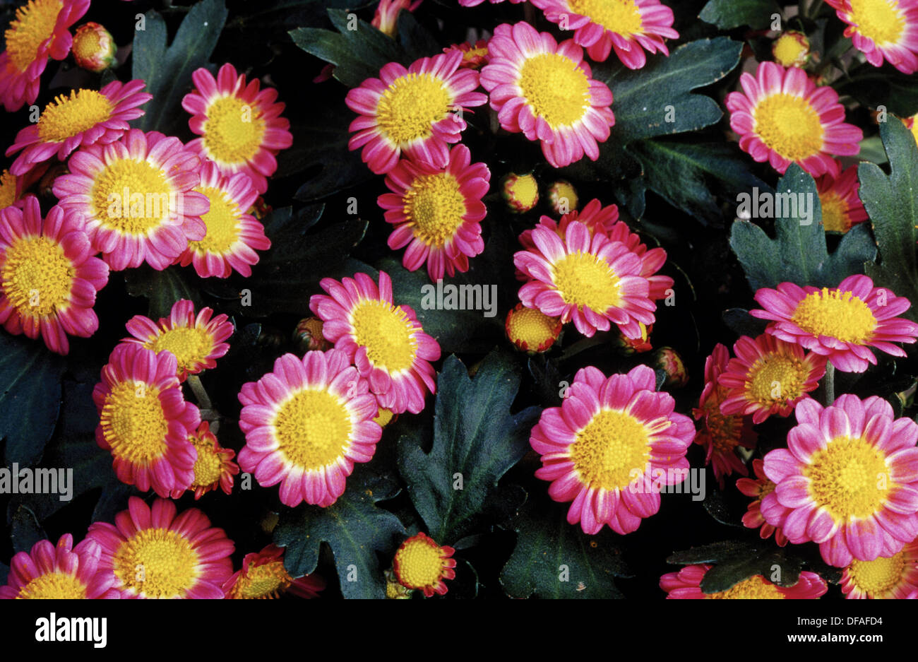 Miniature daisies (Chrysanthemum sp Stock Photo Alamy