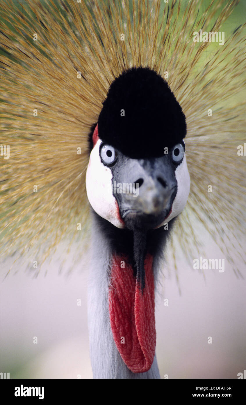 Grey crowned crane bird is the national bird of Uganda and regarded as
