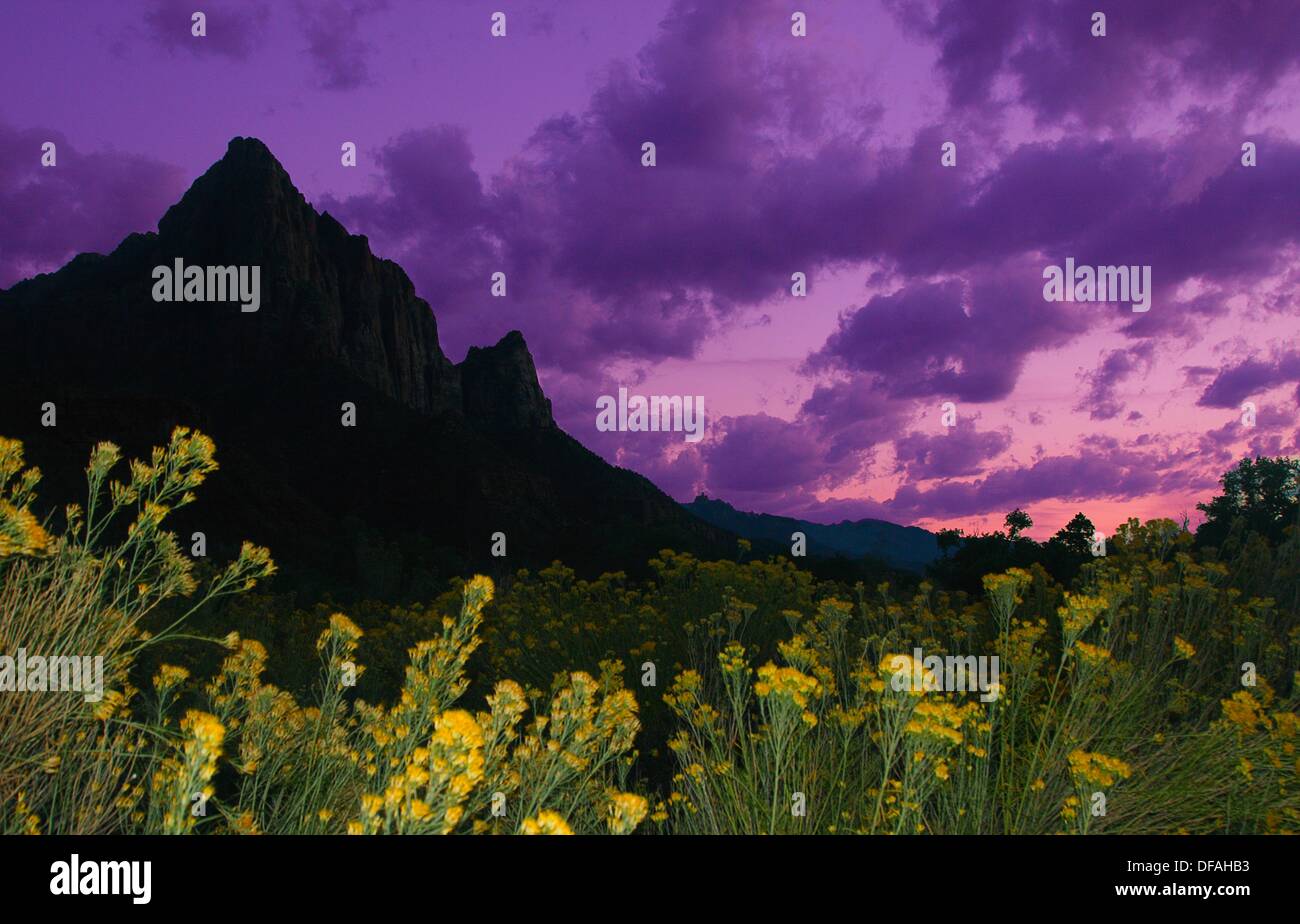 Colorful flowers and sky surround the Watchman Mountain at Zion National Park,Utah Stock Photo