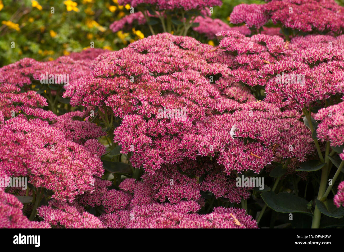 Red and White Sedum Flowers stonecrop Herbstfreude Stock Photo