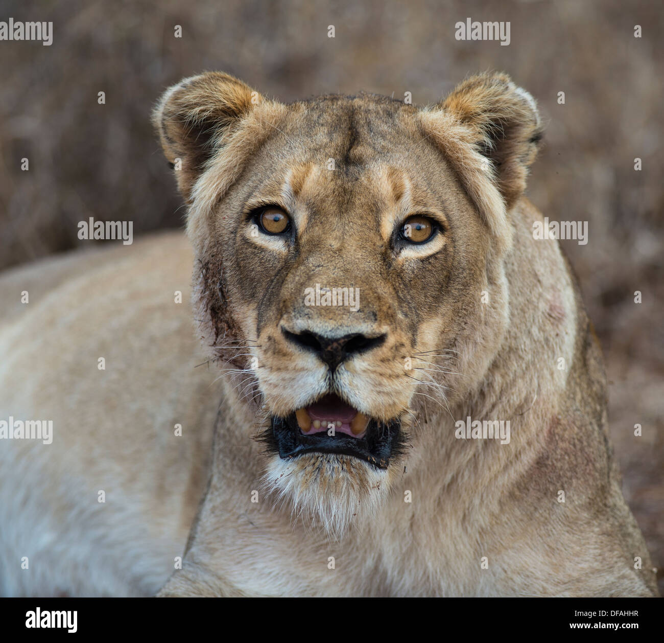 portrait of old lioness facing camera Stock Photo