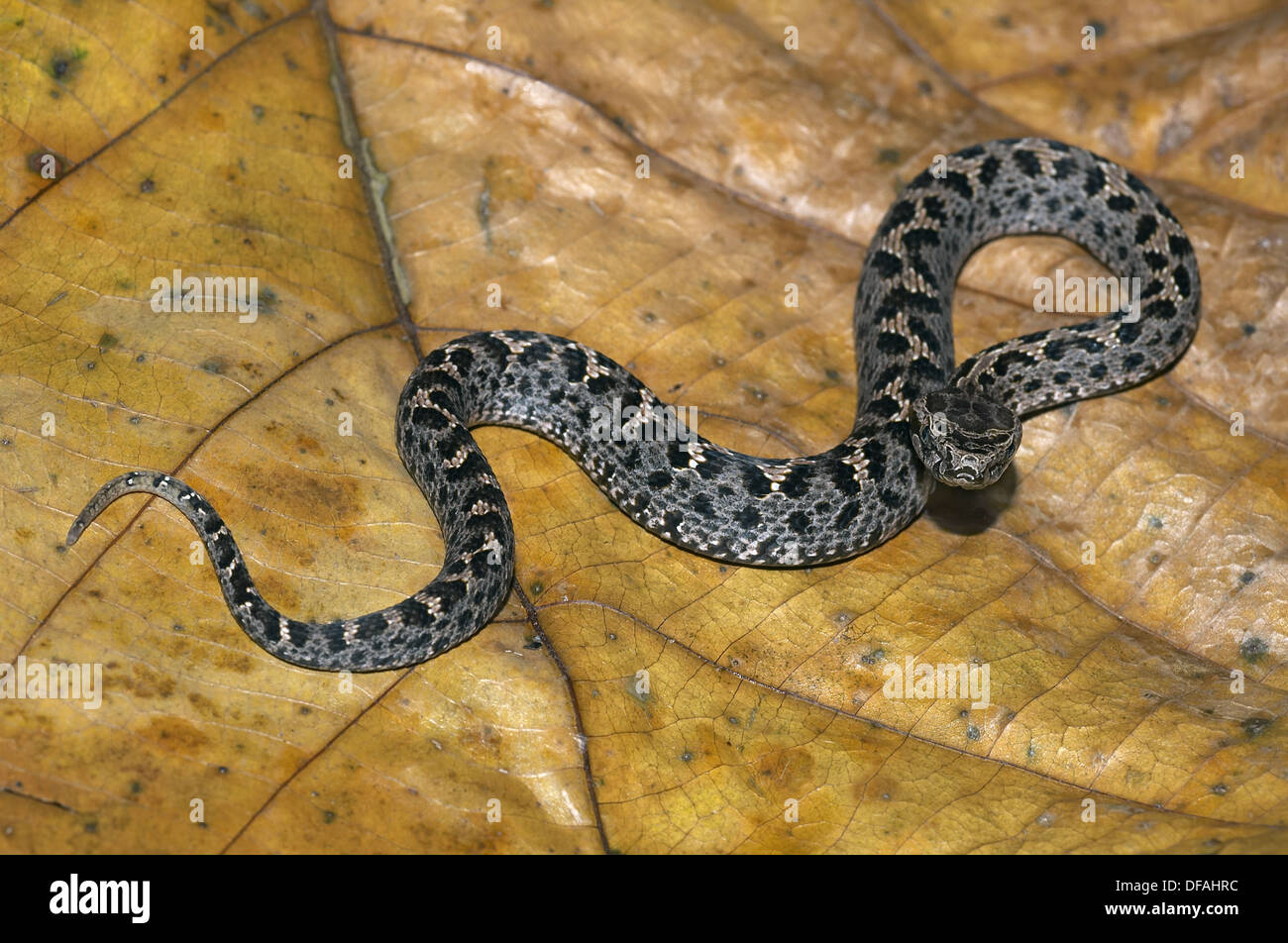 Gloydius hires stock photography and images Alamy