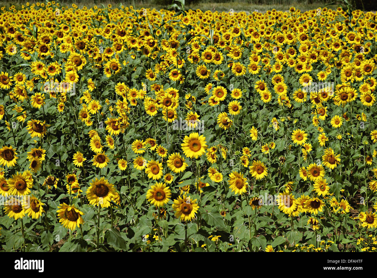 Sunflower fields, Karnataka, India Stock Photo Alamy