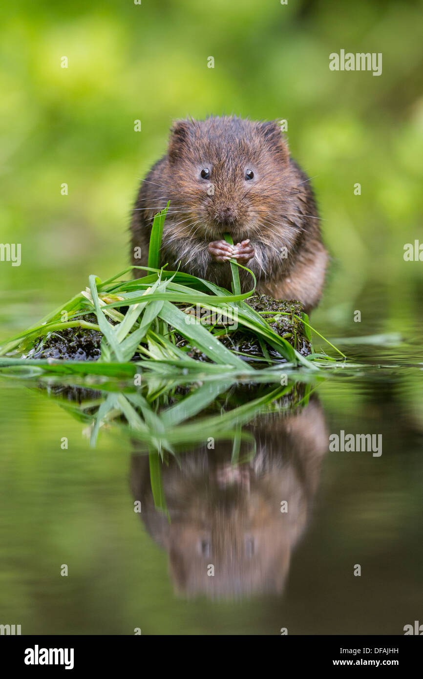 British Water Vole (Arvicola amphibius) feeding on grass on a rock in a river in Kent, England, UK Stock Photo