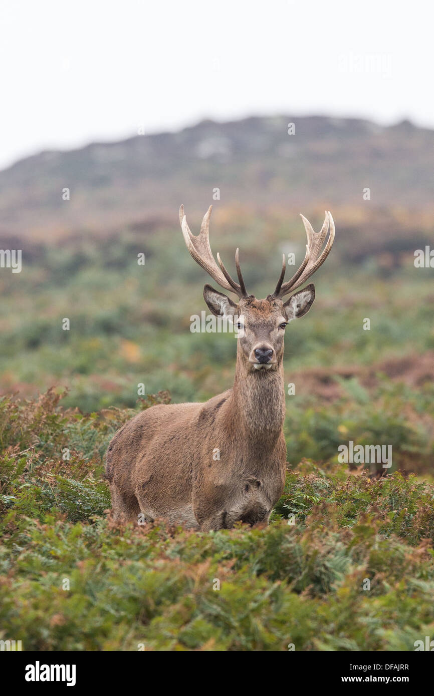Male Red Deer Stag (Cervus Elaphus) stands among bracken on Ramsey Island, Pembrokeshire. Stock Photo