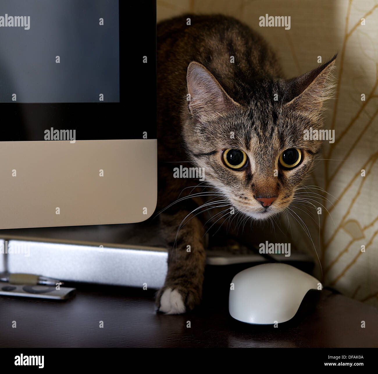 A small cat in a home office - peeping behind a computer screen , domestic cat in natural background, focus to cat Stock Photo