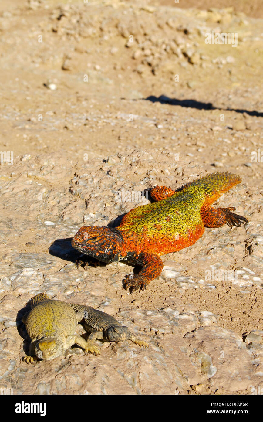 Male (red), female and baby of Spiny-tailed lizard,Spiny tailed Agamid, (Uromastyx acanthinurus)Morocco,Africa. Stock Photo