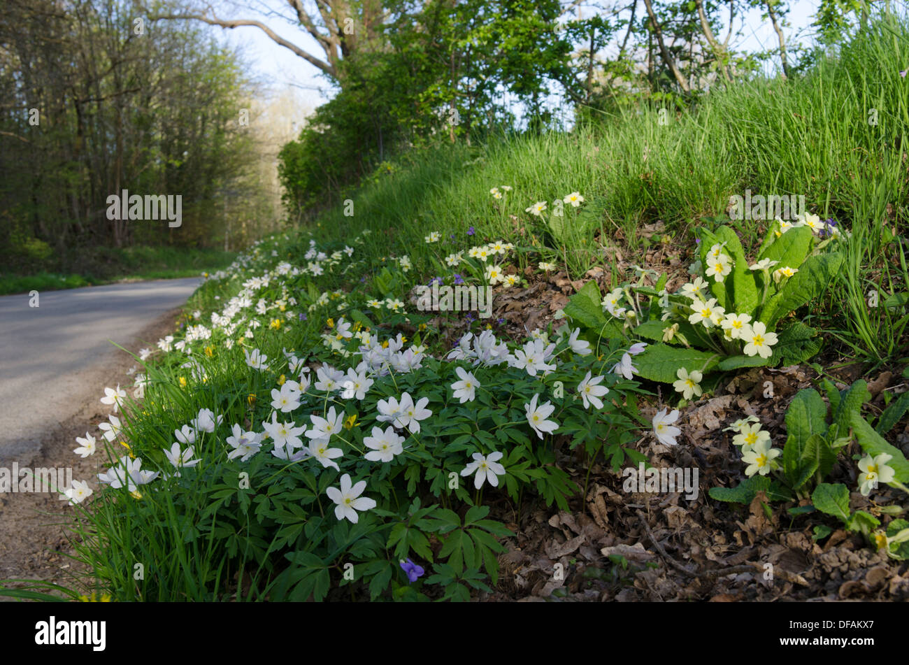 Wood Anemone [Anemone nemorosa]. Primrose [Primula vulgaris] and violets on road verge. Sussex, England. Stock Photo