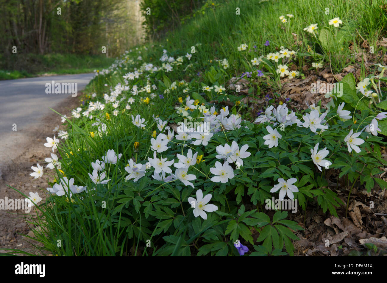 Wood Anemone [Anemone nemorosa]. Primrose [Primula vulgaris] and violets on road verge. Sussex, [South Downs National Park] Stock Photo