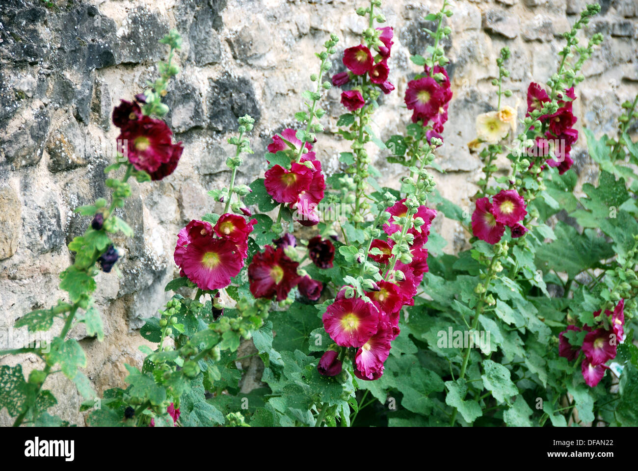 Heritage Hollyhocks In Medieval Garden Rodemack Lorraine France Stock Photo Alamy