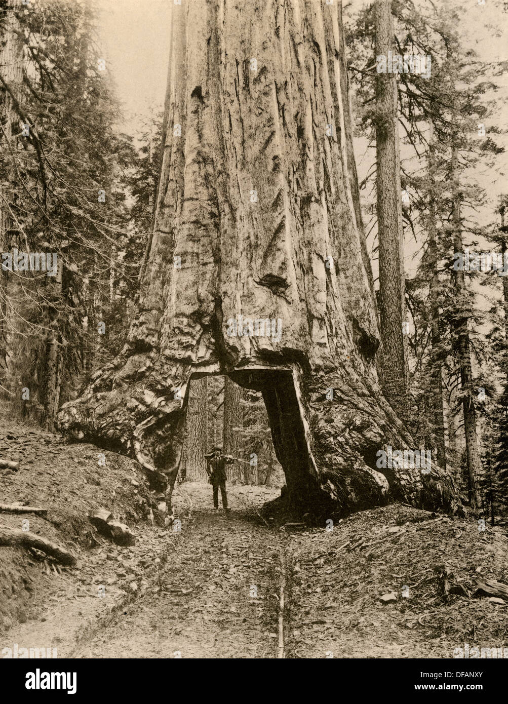 'Wawona,' a giant sequoia in Yosemite's Mariposa Grove, California, circa 1890. Photograph Stock Photo