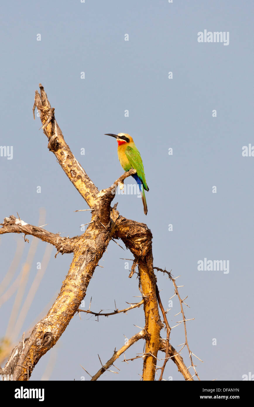 A white-fronted bee-eater perched on a branch near the Chobe River in Botswana Stock Photo