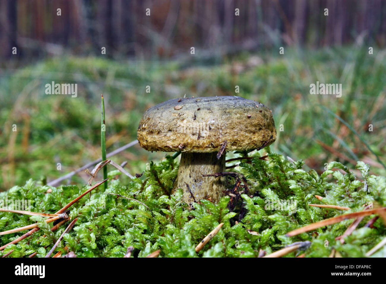 Mushroom lactarius turpis growing in the forest Stock Photo