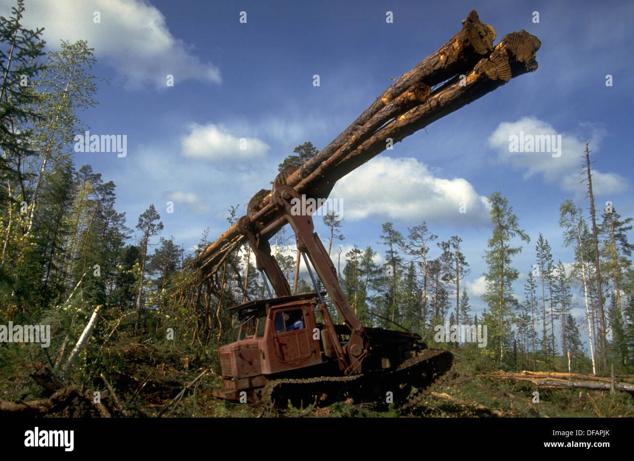 Old growth forest russia hi-res stock photography and images - Alamy