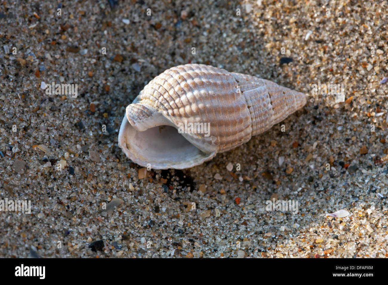 Netted dog whelk (Nassarius reticulatus / Hinia reticulata) on beach along the North Sea coast Stock Photo