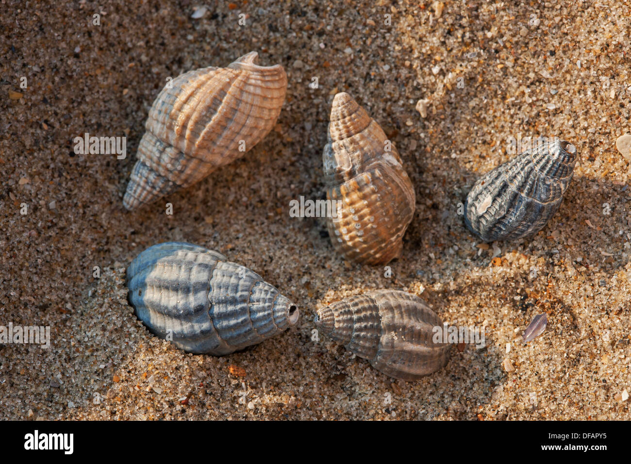 Netted dog whelk (Nassarius reticulatus / Hinia reticulata) shells on beach along the North Sea coast Stock Photo
