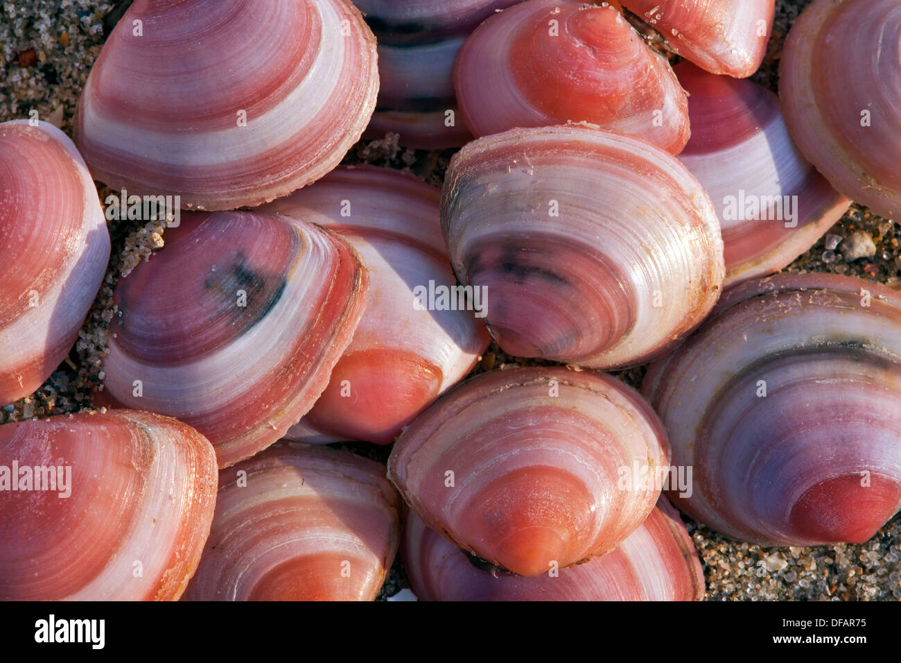 Baltic tellin (Macoma balthica) shells on beach along the North Sea coast Stock Photo