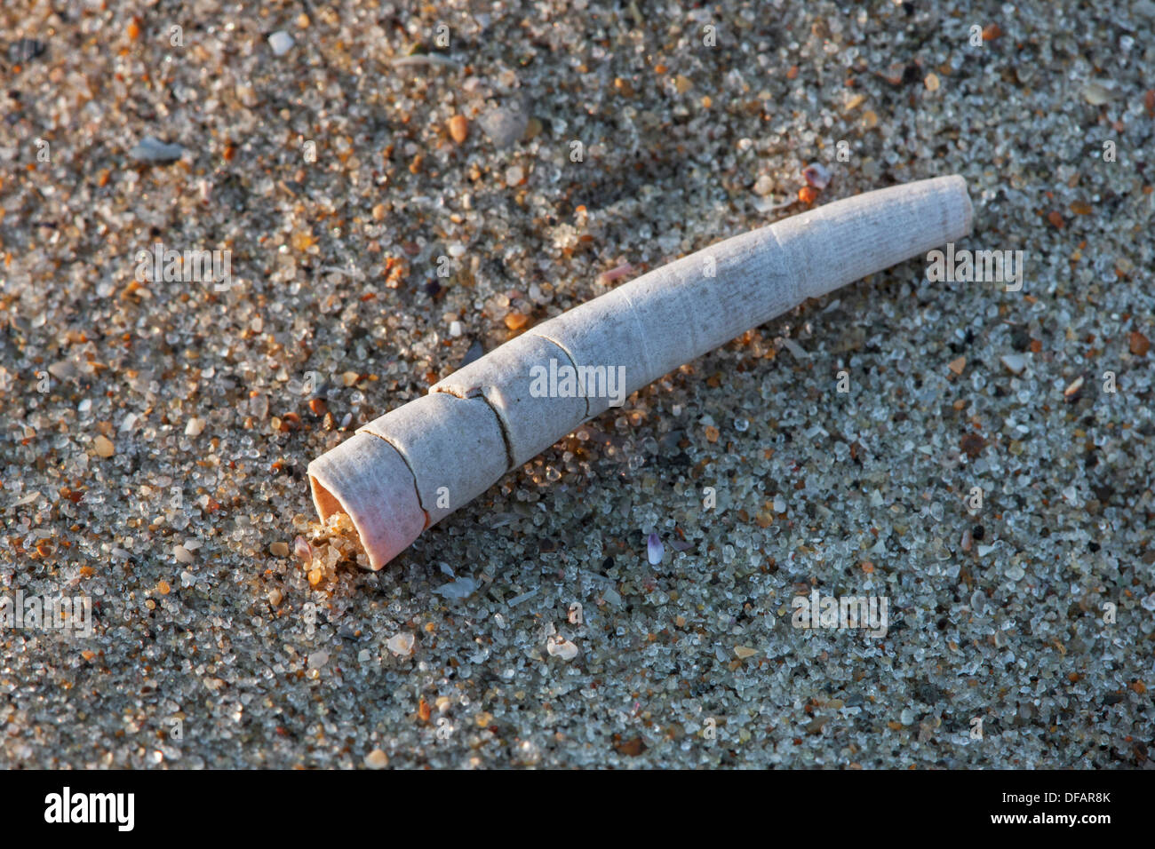 Common Tusk (Dentalium vulgare) on beach along the Norths Sea coast Stock Photo