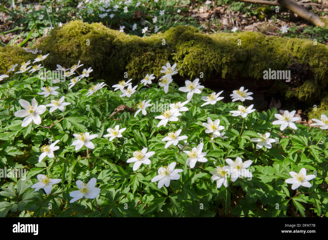 Wood anemone uk hires stock photography and images Alamy