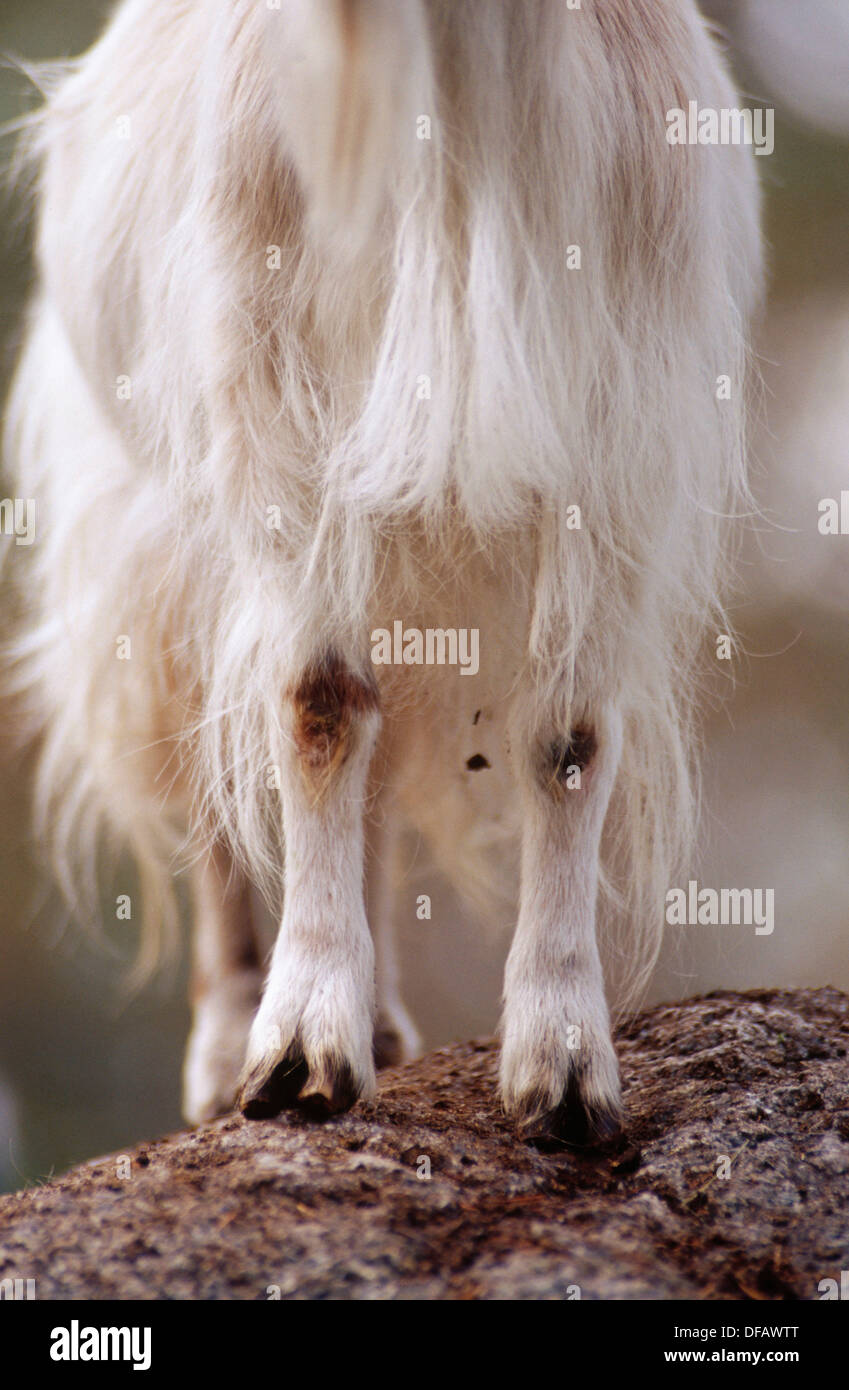 Goat Stiff Legs _ How to Identify and Treat White Muscle Disease in ...