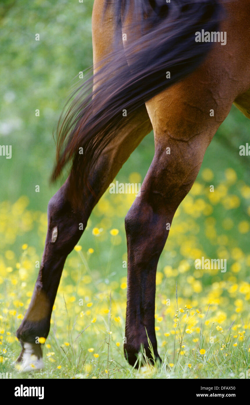 Horse hind legs hires stock photography and images Alamy